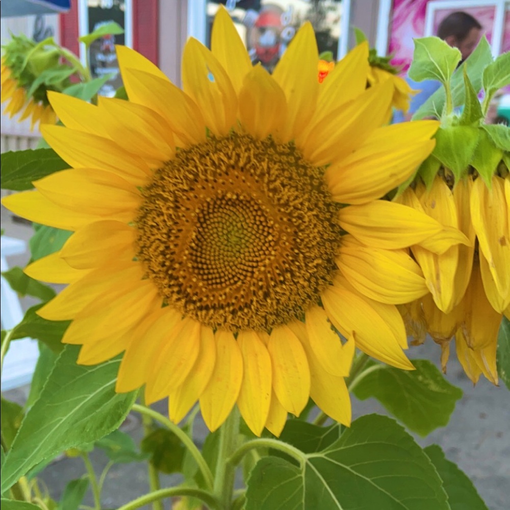 Meet your Posher, Mckenna